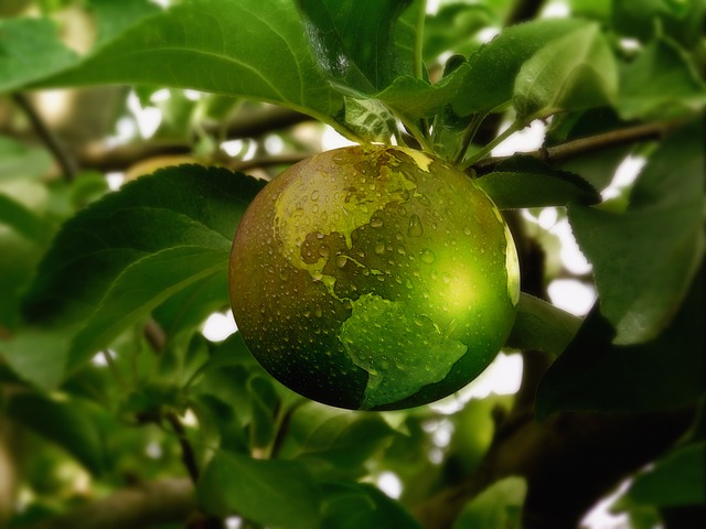A picture of the earth in the color green hanging from a tree limb like fruit on a tree